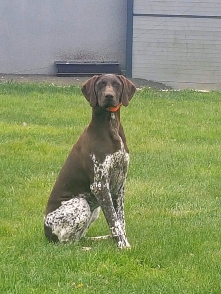 Plume des champs de blé doré
