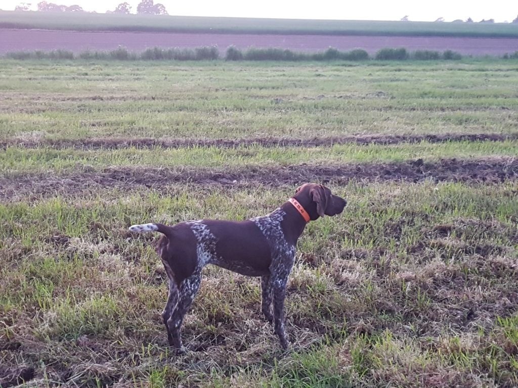 Phara De L'Etoile Royale Du Perche