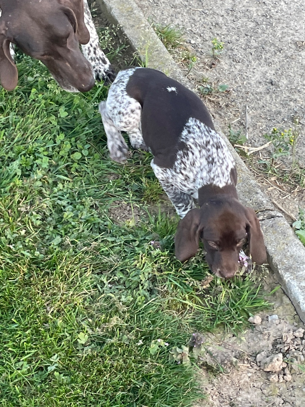 Des Douces Frontieres Mayennaises - Chiots disponibles - Braque allemand à poil court