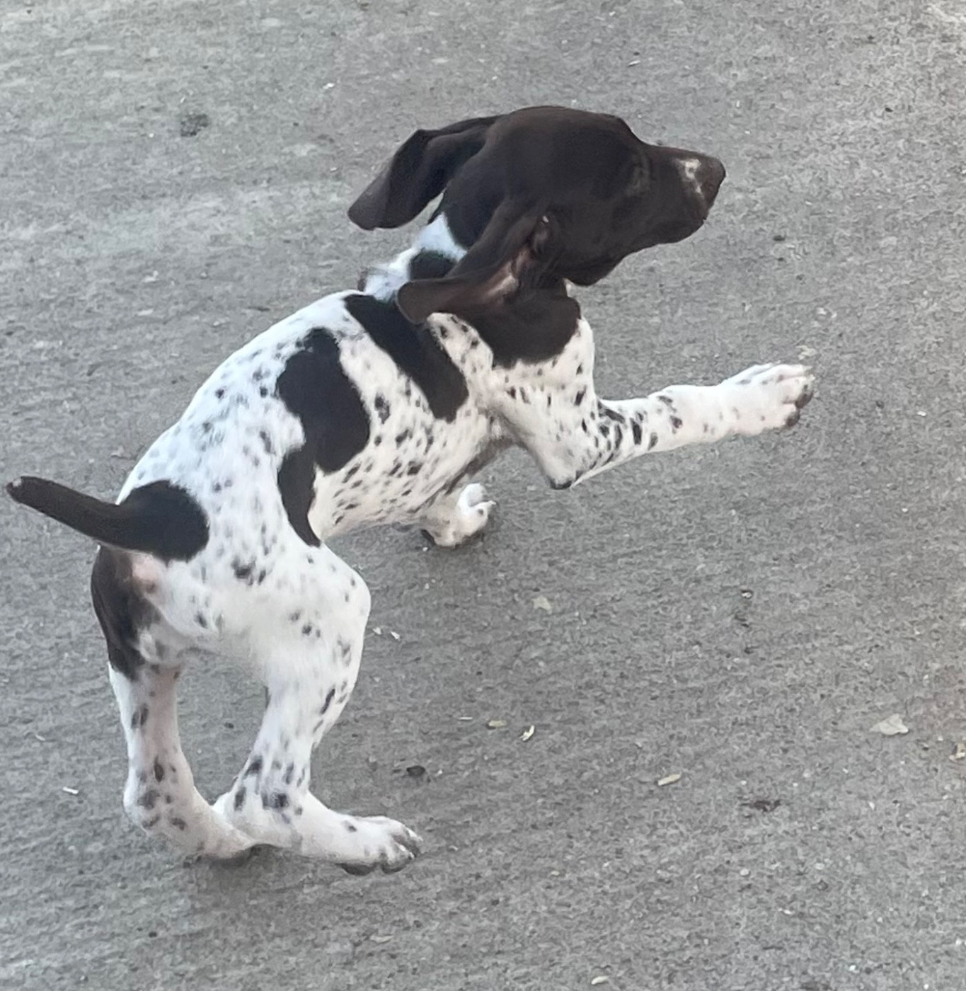 Des Douces Frontieres Mayennaises - Chiots disponibles - Braque allemand à poil court