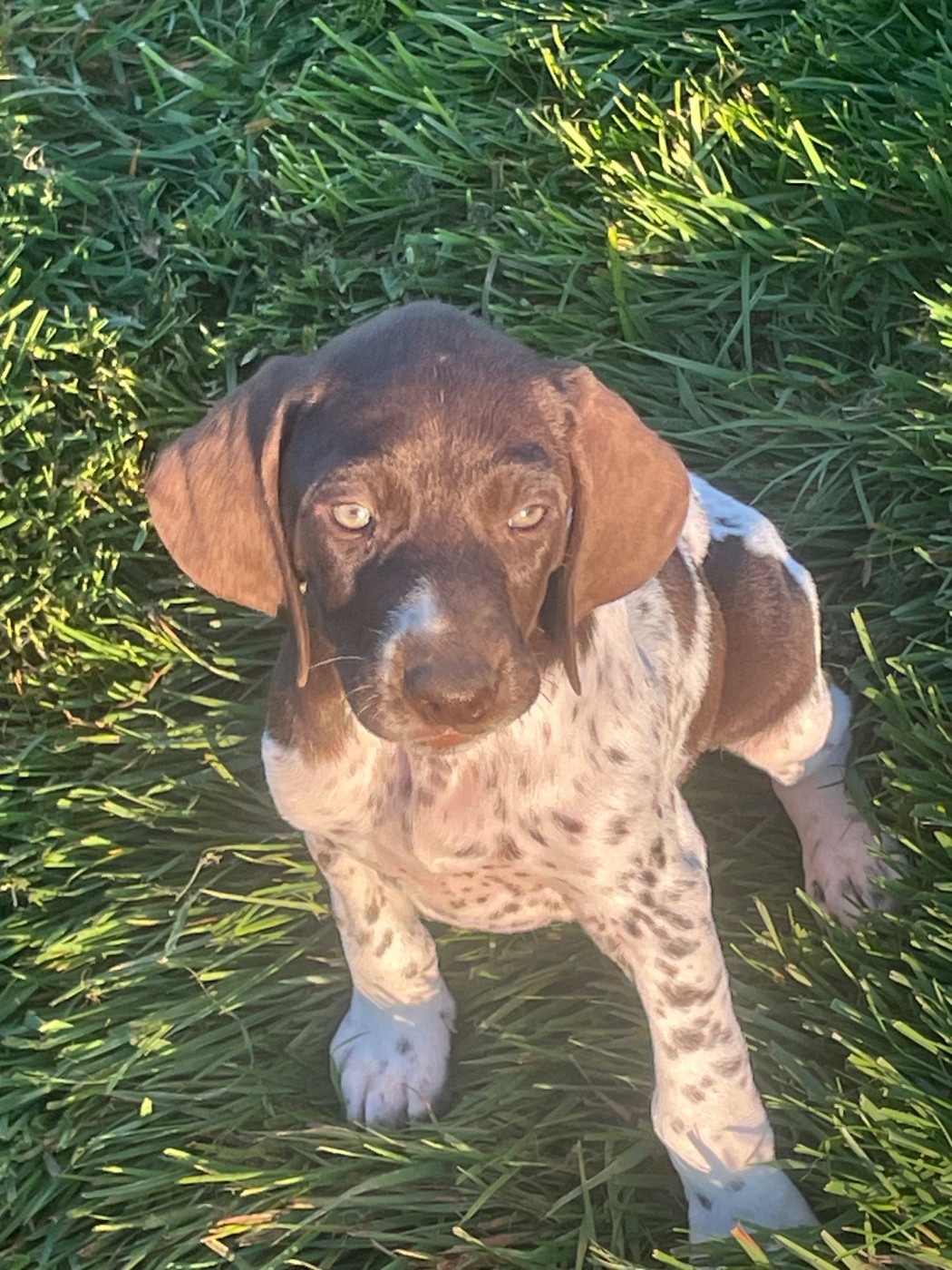 Des Douces Frontieres Mayennaises - Chiots disponibles - Braque allemand à poil court