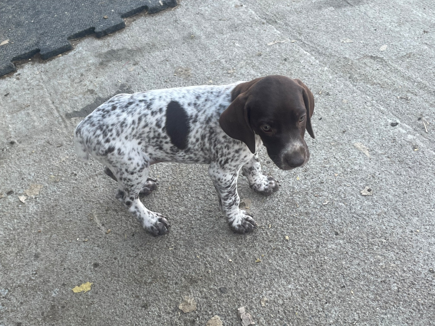 Des Douces Frontieres Mayennaises - Chiots disponibles - Braque allemand à poil court