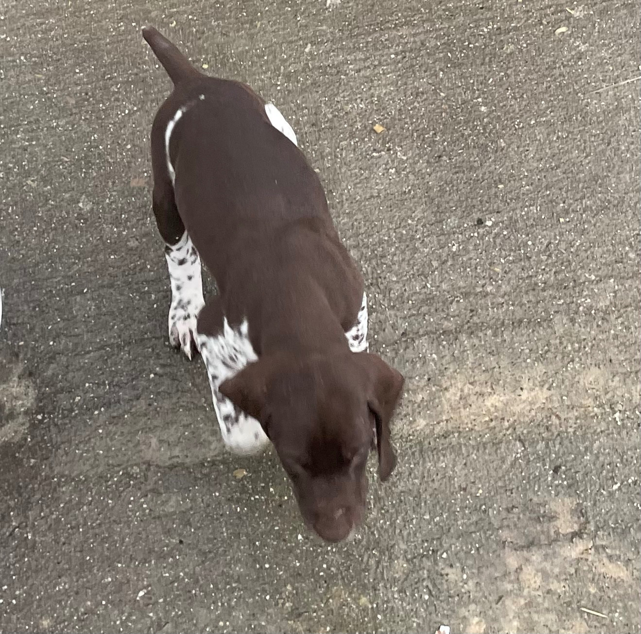 Des Douces Frontieres Mayennaises - Chiots disponibles - Braque allemand à poil court