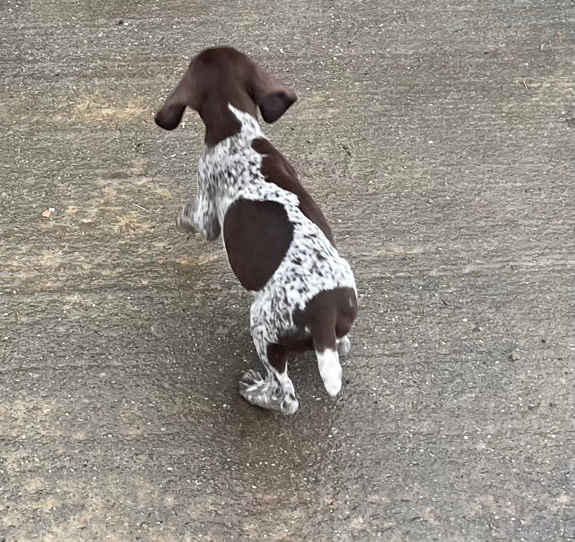 Des Douces Frontieres Mayennaises - Chiots disponibles - Braque allemand à poil court