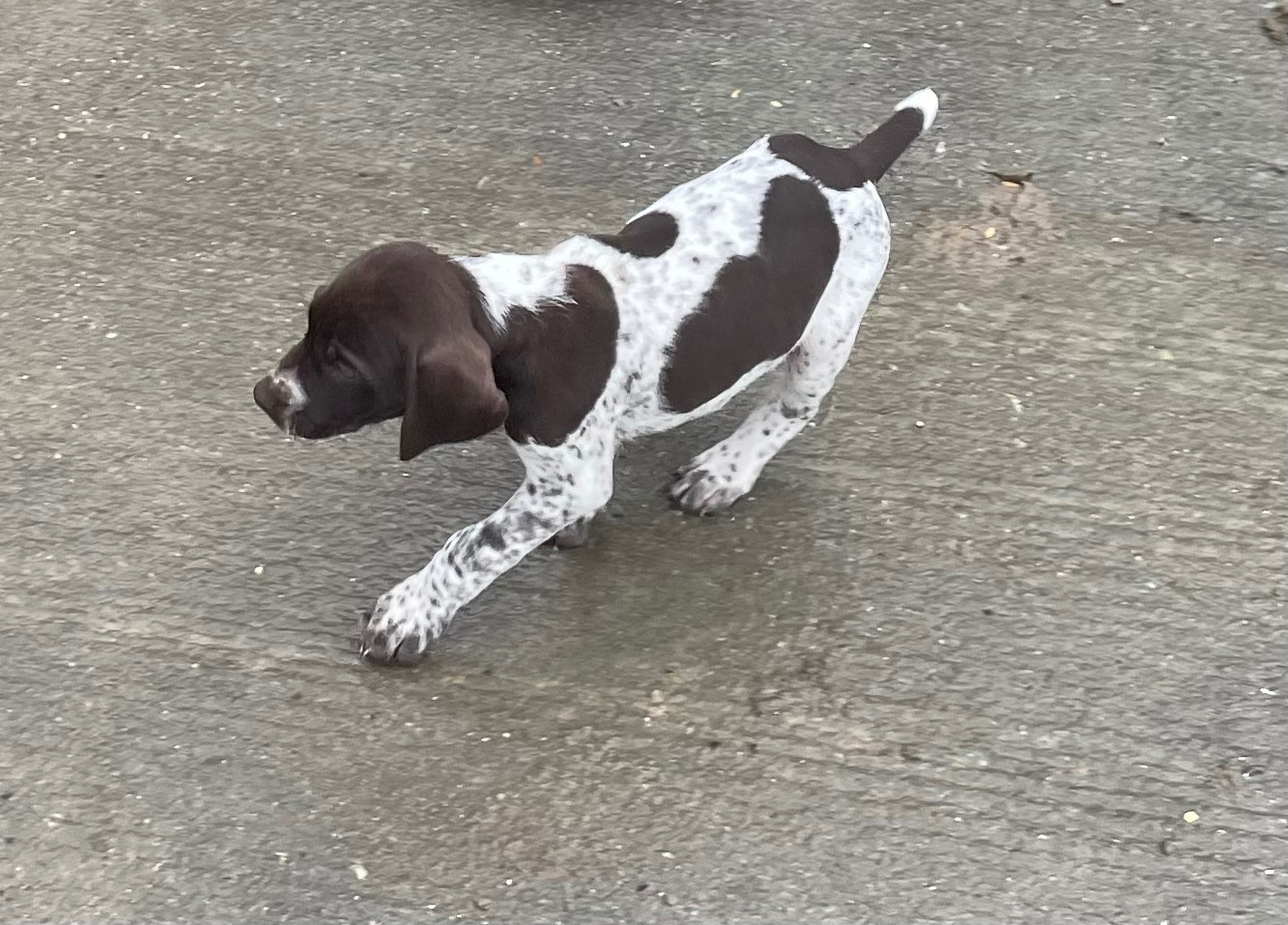 Des Douces Frontieres Mayennaises - Chiots disponibles - Braque allemand à poil court