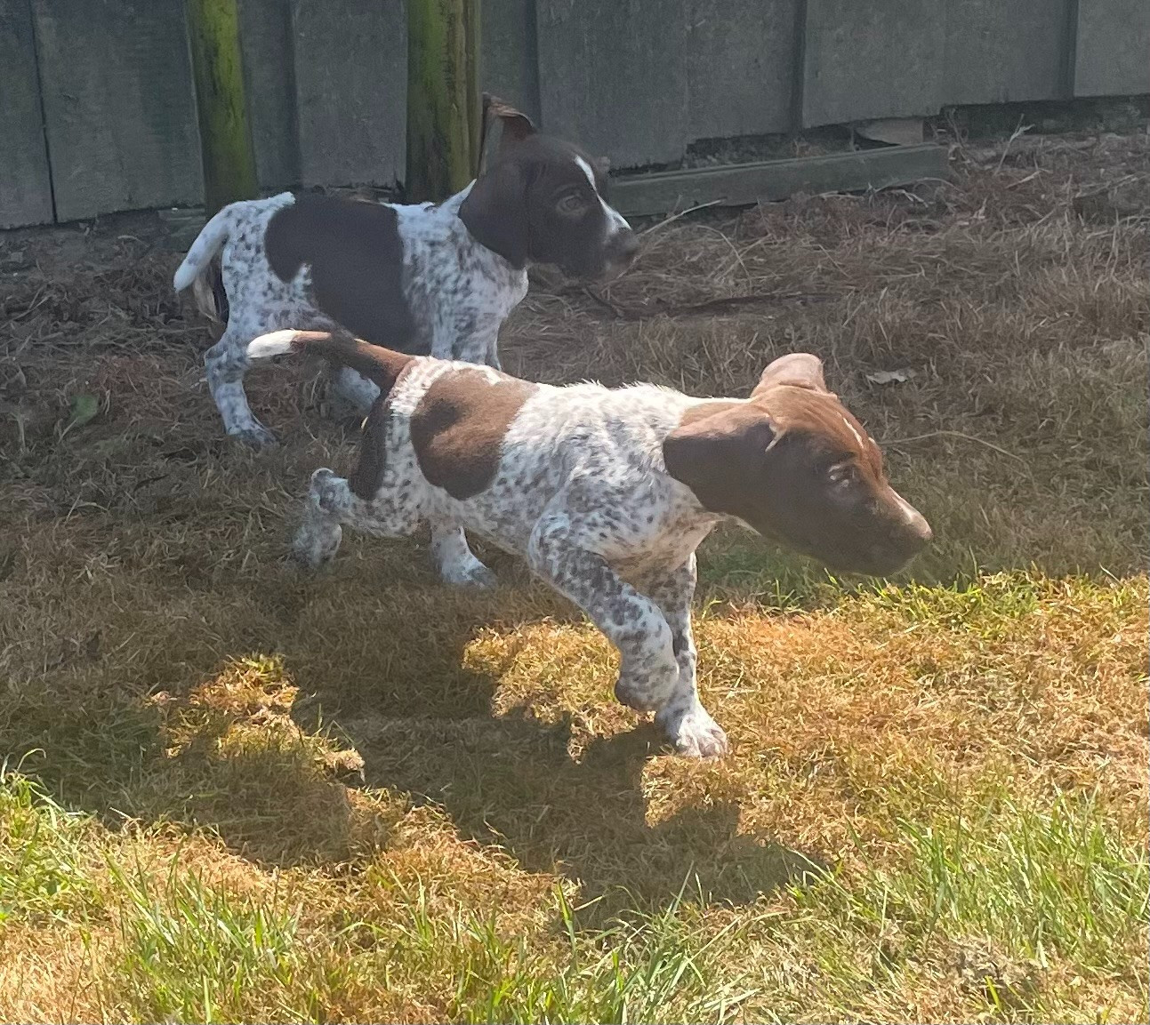 Des Douces Frontieres Mayennaises - Chiots disponibles - Braque allemand à poil court